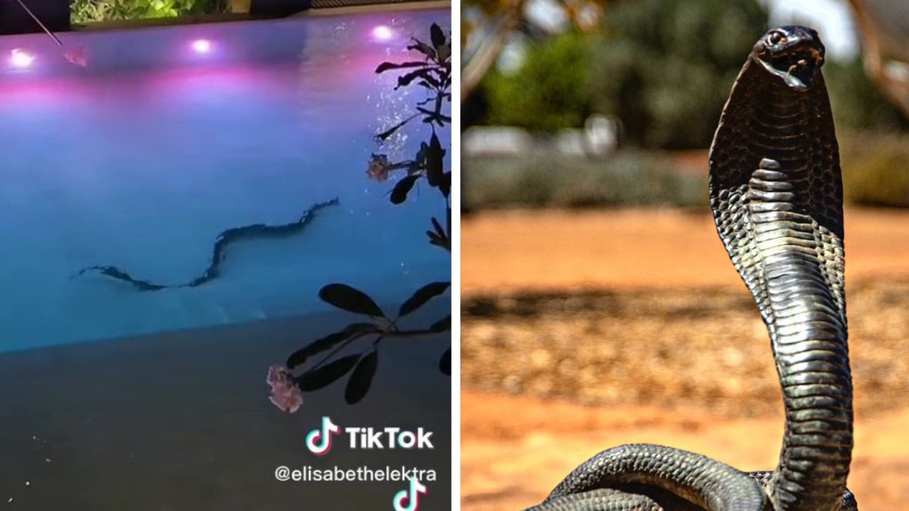 monster-snake-spotted-swimming-in-pool