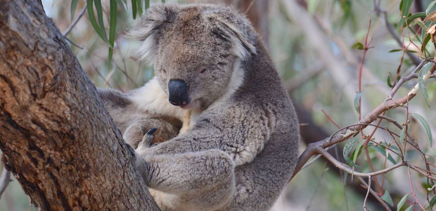 here’s-how-to-have-an-ethical-wildlife-encounter-in-australia