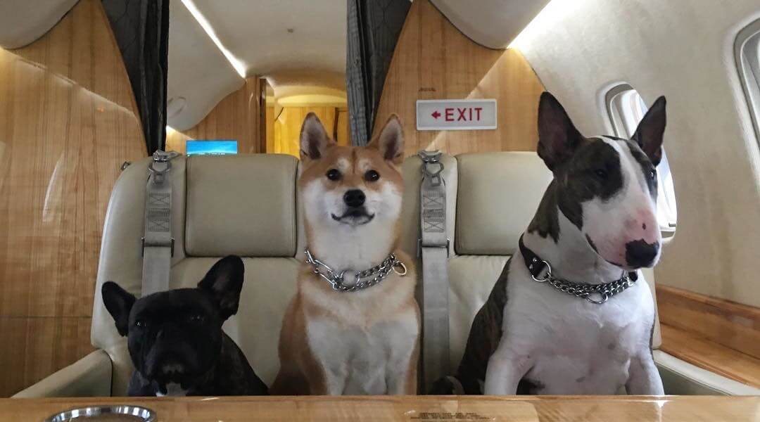 the-jetset:-pets-on-private-jets-–-lifestyle-asia