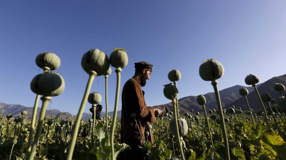 uk-university-helps-un-develop-ai-to-monitor-afghanistan’s-opium-cultivation