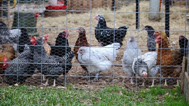 backyard-chickens-won’t-save-you-from-high-egg-prices