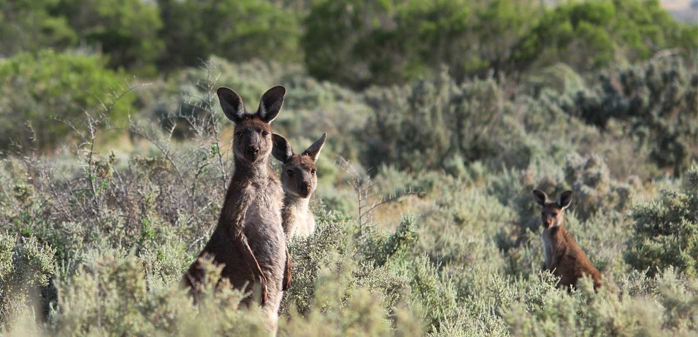 four-victorian-wildlife-tours-to-find-elusive-australian-animals-–-signature-luxury-travel-&-style