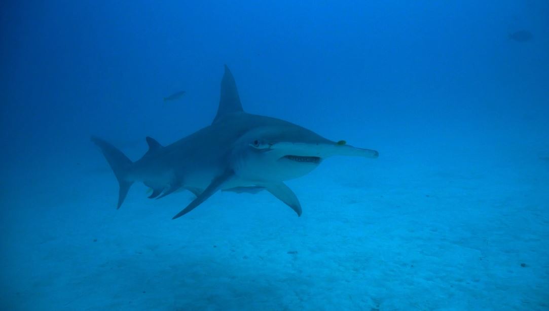 discover-abundance-of-sharks-at-hulhumale-entrance:-dive-experience-to-remember