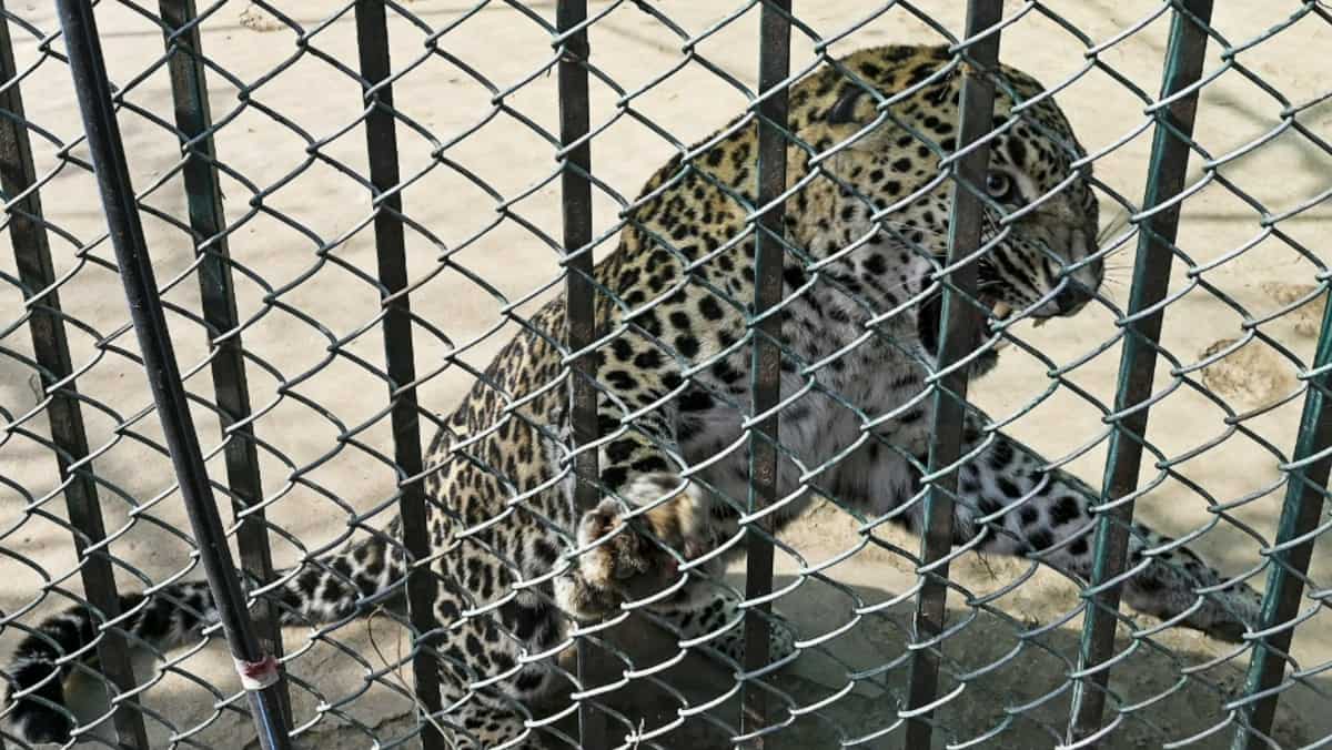 pakistan:-pet-leopard-roams-streets-for-hours-before-being-caught