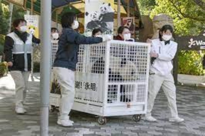 three-pandas-at-japan’s-wakayama-park-returned-to-china