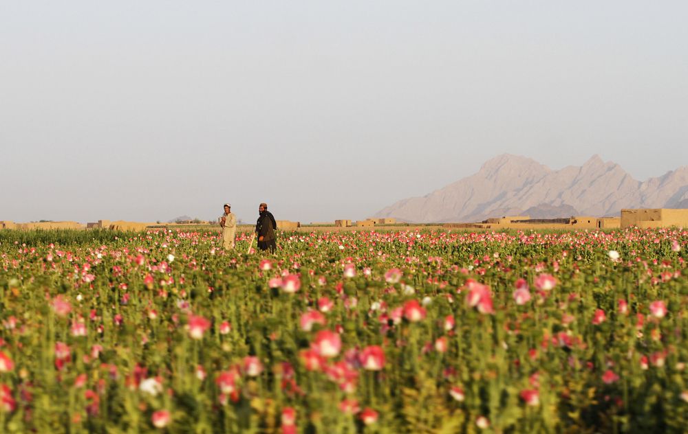 pentagon-pops-off-on-link-between-poppy-seeds,-positive-drug-tests