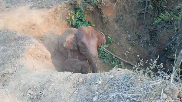 two-elephants-rescued-from-sink-hole-in-kanchanaburi-forest