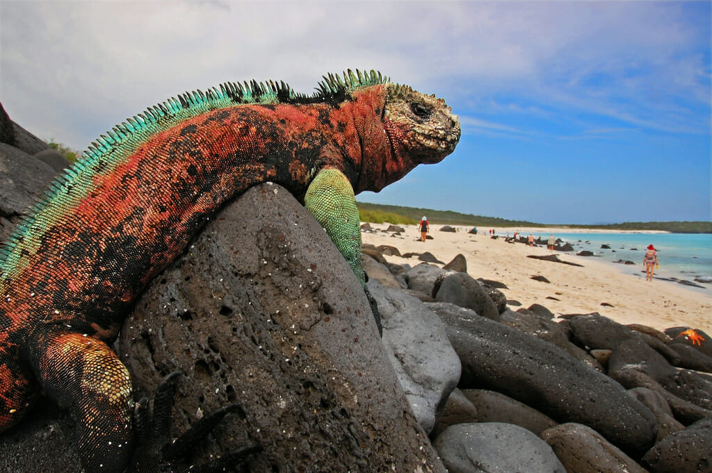 defying-wonder-by-discovering-the-garden-of-eden-in-the-galapagos-islands