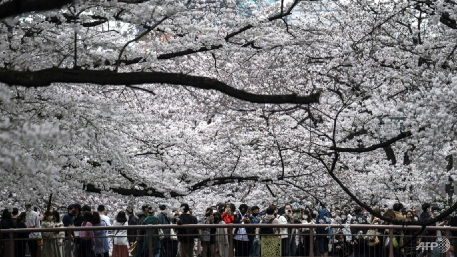 record-early-start-again-for-tokyo's-cherry-blossoms